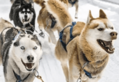 Accès journée mushers amateurs/attelage